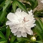 White Peony.png